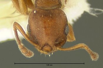 Media type: image;   Entomology 615086 Aspect: head frontal view